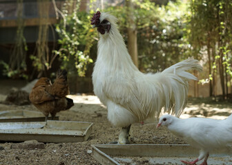 white furry chicken rooster or silkie and his hen walking on the farm