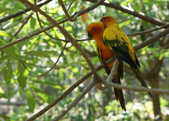 A lovely pair sun yellow conure bird perched on a tree branch, in large botanical garden inside aviary bird park.