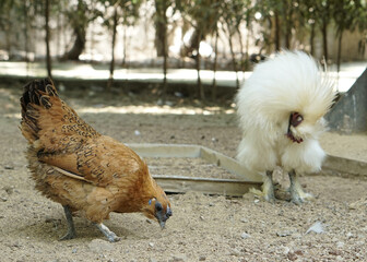 white furry chicken rooster or and his hen silkie walking on the farm