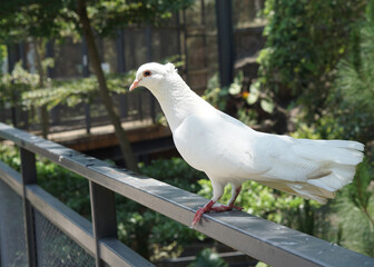 beautiful white doves standing on a fence in a large botanical garden inside the aviary dome