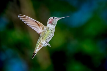 A female Anna's Hummingbird hovers mid-air looking for food