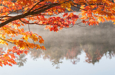 Page Pond autumn. Red Maple