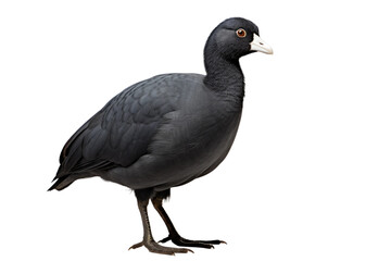 The Isolated Coot in Detail on isolated background