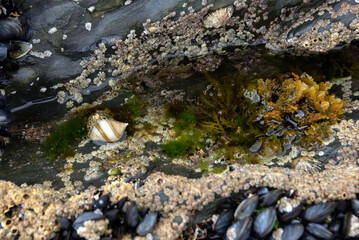 Rock pool with dog whelk, barnacles, seaweed, limpets and mussels