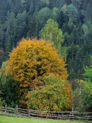 A beautiful tree with leaves in autumn colors