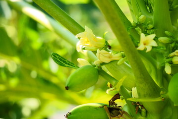 パパイヤの花