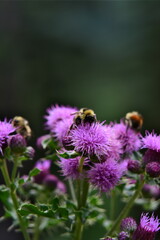Bees and colorful flowers
