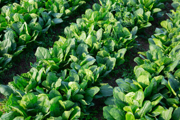 Rows of harvest of spinach in garden outdoor, no people..