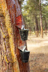 Image of extraction of resin in a pine forest at sunny day, Spain
