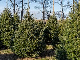 A festive row of Christmas trees awaits holiday shoppers at a tree farm in rural Berks County, Pennsylvania
