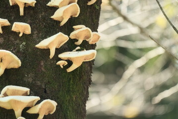 桜の木に生える白いキノコ
