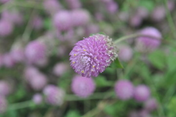 purple flower