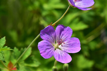 ゲラニウム　ロザンネイの花
