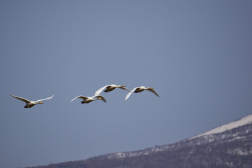 山裾を飛ぶ早春の白鳥