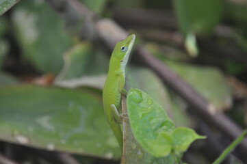 Naklejka na ściany i meble green lizard on a leaf