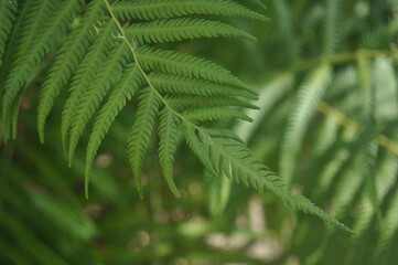 close up of fern leaf