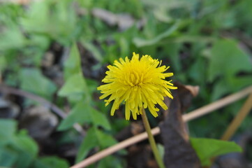 dandelion