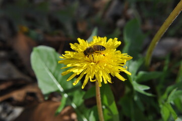 bee on a dandelion