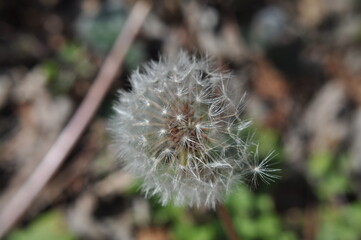 close up of a dandelion