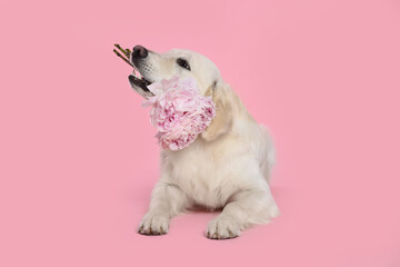Cute Labrador Retriever with beautiful peony flowers on pink background