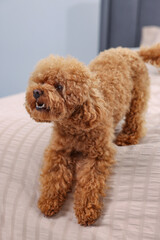 Cute Maltipoo dog on soft bed at home. Lovely pet