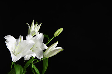 Beautiful white lily flowers on black background. Space for text