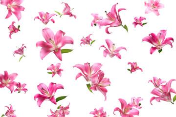 Beautiful pink lily flowers falling on white background