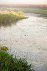 Ducks on an irrigation canal on a misty morning in the Pacific Northwest. In the middle of a blueberry farm ducks look for food on a beautiful foggy morning in the agricultural Skagit Valley. 