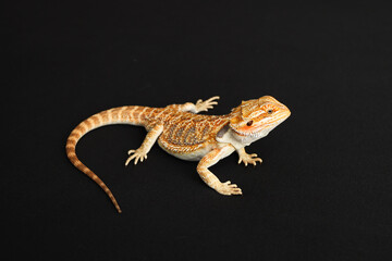 Bearded dragon, pogona vitticeps, isolated on black background, Tiger Pattern Morphs. Professional studio macro photography on isolated white background
