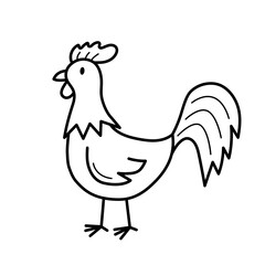 Rooster. Hand drawn sketch icon of domestic bird. Isolated vector illustration in doodle line style.
