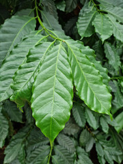 
Close-up of coffee tree leaves.
