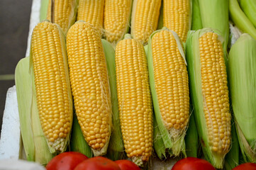 Fresh and ripe corn for sale at the market. Corn on the cob.