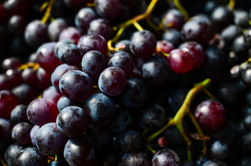 Fresh red grapes for sale at the market. Close-up of a bunch of black grapes.
