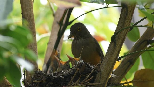 Red-bellied Thrush bird (Turdus rufiventris) feeding chicks with earthworms