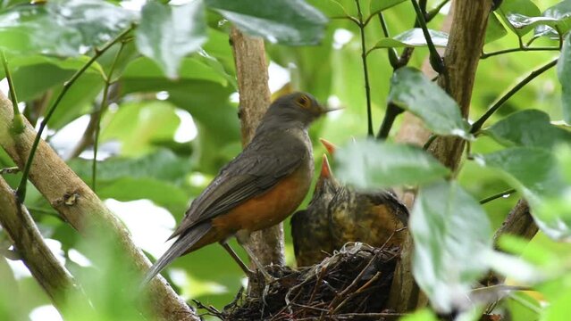 Red-bellied thrush bird, feeding chicks with worms in the nest in the rain