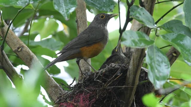 Red-bellied thrush bird (Turdus rufiventris) feeding its young in the nest under heavy rain