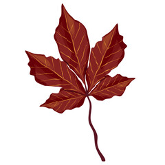 red maple leaf, autumn falling leaves, autumn leaves, autumn leaves illustration