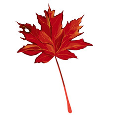 red maple leaf, autumn falling leaves, autumn leaves