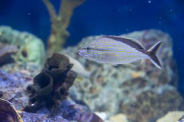 コットンウィックグラント