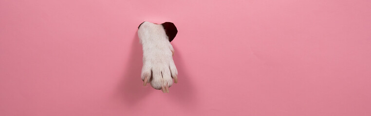 A dog's paw sticks out of a pink cardboard background. A hole in the shape of a heart. Widescreen.  - obrazy, fototapety, plakaty