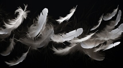 white feather on black background  
