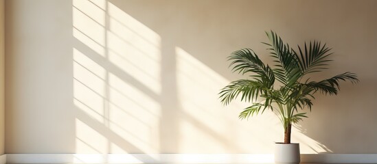 Palm shadow from room plant on wall