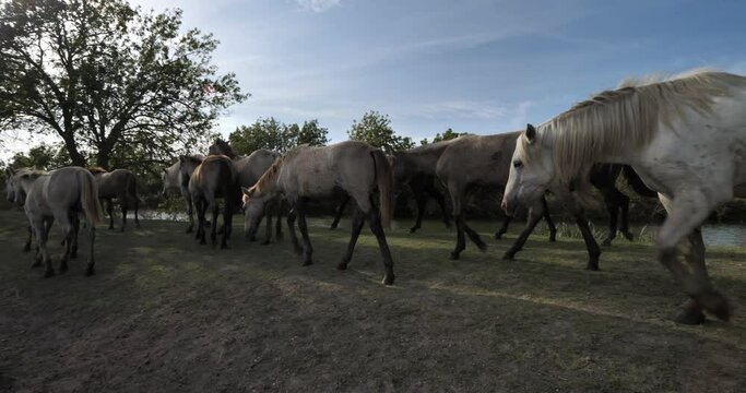 Herd of camargue foals, the Camargue, France