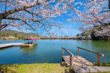 Kyoto, Japan - March 29 2023: Daikakuji Temple with Beautiful full bloom cherry blossom garden in spring time