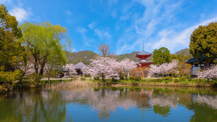 Obraz premium Kyoto, Japan - March 29 2023: Daikakuji Temple with Beautiful full bloom cherry blossom garden in spring time