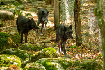 American Wolves in the Orlu National Wildlife Reserve, in Ariège, the Maison des Loups in France