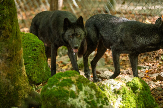 American Wolves in the Orlu National Wildlife Reserve, in Ariège, the Maison des Loups in France