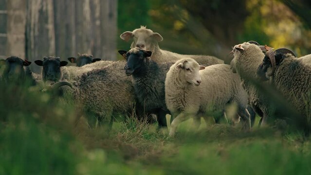 herd of sheeps and goats gazing, full shot animals welfare concept. High quality 4k footage