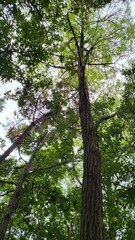 Fototapeta premium beautiful nature forest tree leaf