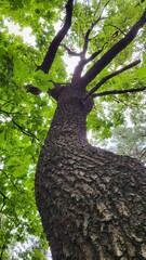 beautiful nature forest tree leaf